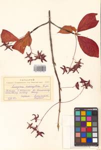 Бересклет большекрылый Rupr., Сибирь, Дальний Восток (S6) (Россия)