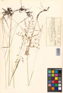 Poa pratensis subsp. turfosa (Litv.) Vorosch., Восточная Европа, Московская область и Москва (E4a) (Россия)