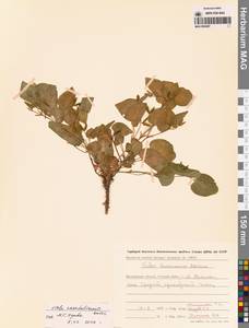 Фиалка сахалинская H.Boissieu, Сибирь, Чукотка и Камчатка (S7) (Россия)