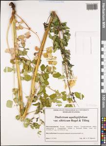 Thalictrum aquilegiifolium subsp. aquilegiifolium, Сибирь, Дальний Восток (S6) (Россия)