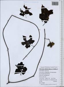 Camonea vitifolia (Burm. fil.) A. R. Simões & Staples, Зарубежная Азия (ASIA) (Вьетнам)
