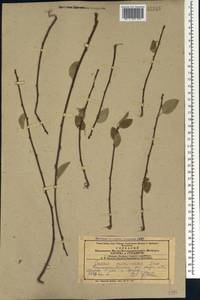 Prunus microcarpa C. A. Mey., Кавказ, Армения (K5) (Армения)