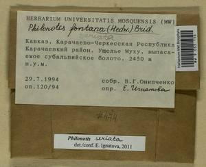 Philonotis seriata Mitt., Гербарий мохообразных, Мхи - Северный Кавказ и Предкавказье (B12) (Россия)