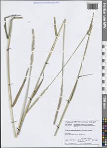 Пырейник изменчивый (Drobow) Tzvelev, Сибирь, Центральная Сибирь (S3) (Россия)