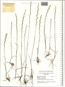 Плевел жесткий Gaudin, Крым (KRYM) (Россия)