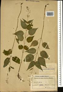 Двулепестник парижский, Цирцея парижская L., Кавказ, Азербайджан (K6) (Азербайджан)