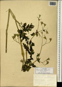 Chaerophyllum nodosum (L.) Crantz, Зарубежная Азия (ASIA) (Турция)