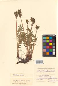 Oxytropis adamsiana subsp. erecta (Kom.) Kuvaev, Сибирь, Чукотка и Камчатка (S7) (Россия)