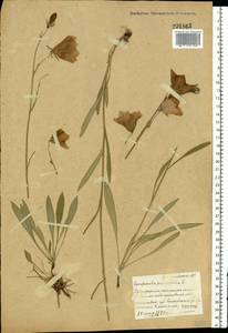 Колокольчик персиколистный L., Восточная Европа, Белоруссия (E3a) (Белоруссия)