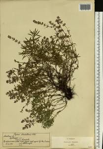 Thymus pannonicus All., Восточная Европа, Московская область и Москва (E4a) (Россия)