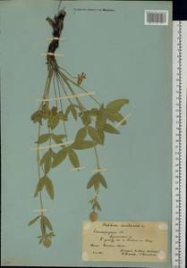 Клевер горный L., Восточная Европа, Нижневолжский район (E9) (Россия)