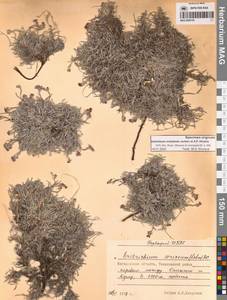 Незабудочник охотский Yurtseva & Khokhr., Сибирь, Чукотка и Камчатка (S7) (Россия)