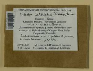 Entodon schleicheri (Schimp.) Demet., Гербарий мохообразных, Мхи - Северный Кавказ и Предкавказье (B12) (Россия)