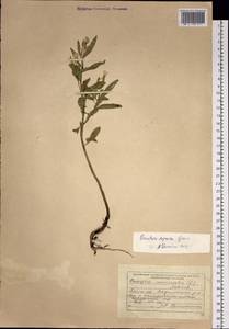 Oenothera villosa subsp. villosa, Сибирь, Дальний Восток (S6) (Россия)