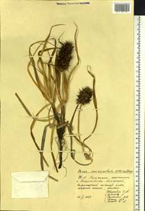 Осока большеголовая Willd. ex Spreng., Сибирь, Чукотка и Камчатка (S7) (Россия)
