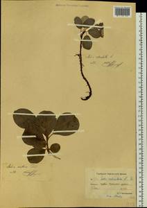 Ива сетчатая L., Сибирь, Чукотка и Камчатка (S7) (Россия)