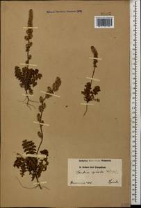 Подорожникоцветник колосистый (Willd.) Nevski, Кавказ, Армения (K5) (Армения)