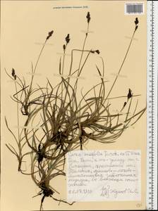 Carex bigelowii subsp. ensifolia (Turcz. ex Gorodkov) Holub, Восточная Европа, Северный район (E1) (Россия)