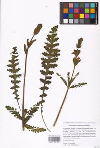 Мытник скипетровидный L., Восточная Европа, Московская область и Москва (E4a) (Россия)