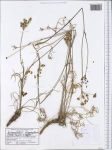 Dichoropetalum oligophyllum (Griseb.) Pimenov & Kljuykov, Западная Европа (EUR) (Греция)