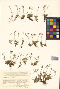 Micranthes stellaris subsp. stellaris, Восточная Европа, Северный район (E1) (Россия)