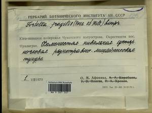 Tortella fragilis (Drumm.) Limpr., Гербарий мохообразных, Мхи - Чукотка и Камчатка (B21) (Россия)