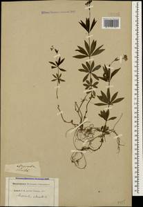 Подмаренник душистый (L.) Scop., Кавказ (без точных местонахождений) (K0) (Неизвестно)