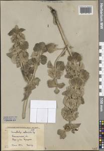 Phlomoides molucelloides (Bunge) Salmaki, Средняя Азия и Казахстан, Сырдарьинские пустыни и Кызылкумы (M7) (Узбекистан)