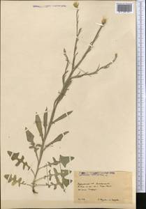 Василек солнечный L., Средняя Азия и Казахстан, Копетдаг, Бадхыз, Малый и Большой Балхан (M1) (Туркмения)