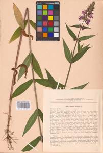 MHA 0 154 863, Чистец болотный L., Восточная Европа, Центральный район (E4) (Россия)