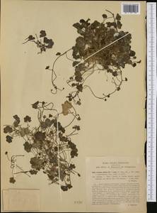 Cymbalaria pilosa (Jacq.) L. H. Bailey, Западная Европа (EUR) (Италия)