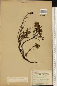 Голубика обыкновенная L., Восточная Европа, Северный район (E1) (Россия)