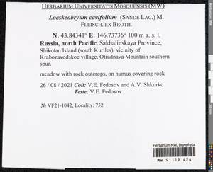 Loeskeobryum cavifolium (Sande Lac.) M. Fleisch. ex Broth., Гербарий мохообразных, Мхи - Дальний Восток (без Чукотки и Камчатки) (B20) (Россия)
