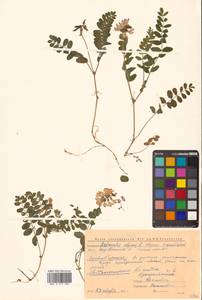 Астрагал альпийский L., Сибирь, Чукотка и Камчатка (S7) (Россия)