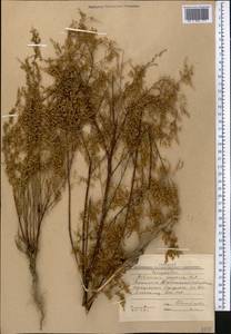 Полынь веничная, Полынь метельчатая Waldst. & Kit., Средняя Азия и Казахстан, Западный Тянь-Шань и Каратау (M3) (Киргизия)