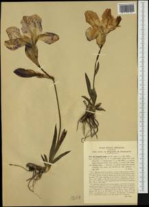 Iris pallida subsp. cengialti (Ambrosi ex A.Kern.) Foster, Западная Европа (EUR) (Италия)