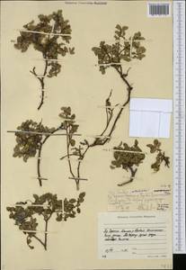 Ива, Сибирь, Якутия (S5) (Россия)