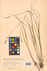 Осока седеющая, Осока сероватая, Сибирь, Чукотка и Камчатка (S7) (Россия)