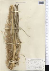 Сахарный тростник равеннский (L.) L., Средняя Азия и Казахстан, Западный Тянь-Шань и Каратау (M3) (Киргизия)