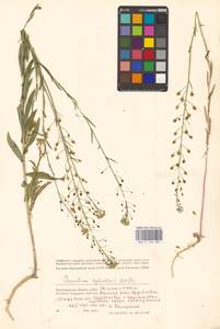 Рыжик мелкоплодный Andrz. ex DC., Восточная Европа, Нижневолжский район (E9) (Россия)