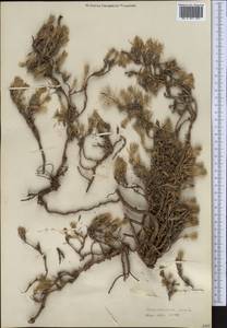 Хруплявник многолетний Litv., Средняя Азия и Казахстан, Западный Тянь-Шань и Каратау (M3) (Неизвестно)