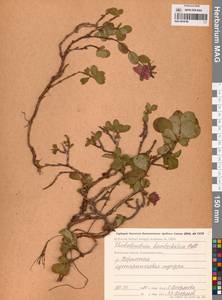 Рододендрон камчатский Pall., Сибирь, Чукотка и Камчатка (S7) (Россия)