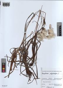 KUZ 002 110, Eriophorum angustifolium subsp. angustifolium, Сибирь, Алтай и Саяны (S2) (Россия)