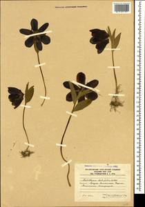 Рябчик широколистный Willd., Кавказ, Южная Осетия (K4b) (Южная Осетия)