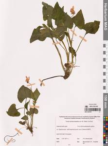 Фиалка  сахалинская W.Becker, Сибирь, Чукотка и Камчатка (S7) (Россия)