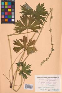 Aconitum lycoctonum subsp. lasiostomum (Rchb.) Warncke, Восточная Европа, Северо-Украинский район (E11) (Украина)