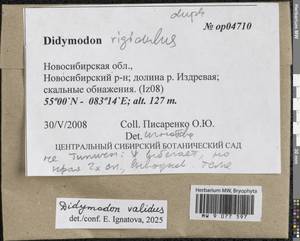 Didymodon validus Limpr., Гербарий мохообразных, Мхи - Западная Сибирь (включая Алтай) (B15) (Россия)