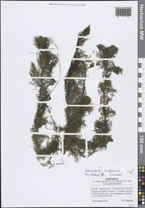 Пузырчатка обыкновенная L., Восточная Европа, Средневолжский район (E8) (Россия)