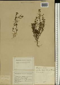 Льняночка малая, Хеноринум малый (L.) Lange, Восточная Европа, Центральный район (E4) (Россия)