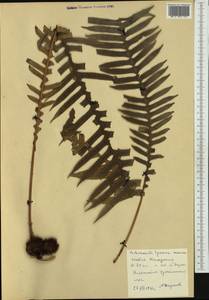 Austroblechnum penna-marina subsp. penna-marina, Австралия и Океания (AUSTR) (Новая Каледония)